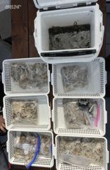 오후짬낚시 쭈꾸미+갑오징어낚시 조황 2026년09월18일(금) 카이로스호/왜목항출조 사진