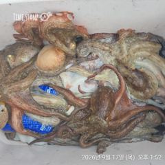 완도은솔호 문어 조황 (토 자리) 사진