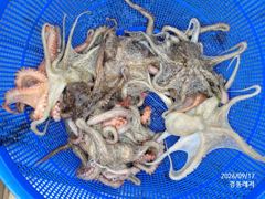 경동레저(신광) 선외기낚시 돌문어 조과 사진