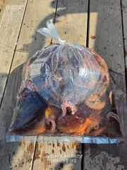 [고성] 무늬 팀런 마릿수 2인1팀 이벤트 진행중 사진