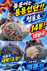 <고흥녹동>청룡호 18일 돌문어 650수 대박!!조황!! 사진