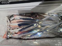 [여수,광양] 내만갈치 18일 조황입니다 사진
