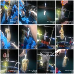 [통영] 뉴 해병호 무늬오징어 담구면 히트히트 주말자리여유 1항차 2항차… 사진