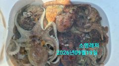 [통영] 선상 문어 조황입니다. 사진