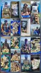 9윌19일 오천항 팀오디세이호 쭈,갑 대박 조황입니다! 사진