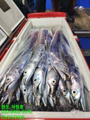 [완도 거정호] 마릿수 최고~ 큰놈 골라가며 만만쿨~~ 추석선물로 잡아가세요 ^^ 2026년 9월 19일 먼바다 갈치낚시 다녀왔습니다 사진