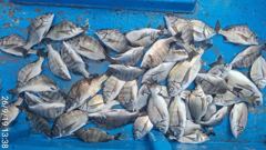 [거제] (감성돔)마릿수 폭팔 오전반 찌맛 손맛 대축제 가고파호(21일 … 사진