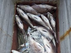 (풍화리)새풍화레저 뺀찌 & 살감시 대박 조황 외 사진