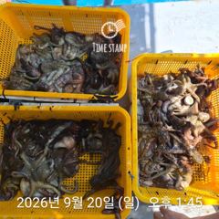 오늘도 유신호 문어는! 사진