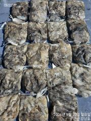 9월20일 군산 강남호 쭈꾸미 망탱이 조황 ㅡ 수요일 부터 문어 출조 합니다