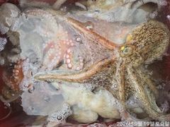 돌문어주,야간바글바글k급개인두자리마릿수손맛짤!!! 사진
