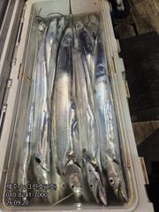 [[제주 뉴그린호(1호) 9월 20일 야간갈치 조황]] 사진