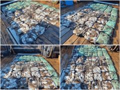 청마호 글만 보기 사진