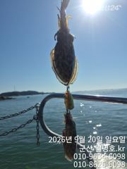 20일, 군산쭈구미 오늘도 많이 나오네요~오전/반~실시간~군산낚시프라자 월명호