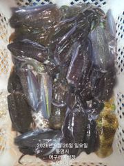 철수시간 마지막 피딩. 2시간 연장~~ 사진
