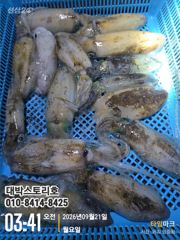 [통영] 무늬오징어(팁런) 초보자도 2자리수~