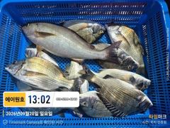 [부산] 감성돔선상 -4짜벤자리!! 씨알굳 마리수감성돔 사진