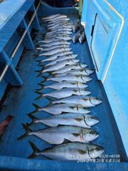 <삼성낚시>~흘림~부시리,방어 마릿수 굿~~~ 사진