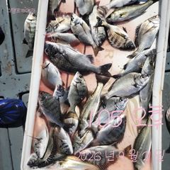 [고성] 21일 둘이서 요만큼 물때 별루라도 괴기 나옵니다. 사진