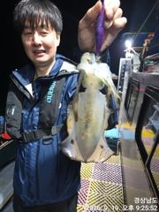 (무늬오징어)내만권 마릿수 소식 쭉쭉 땡기고~고잉메리호(오늘 예약) 사진