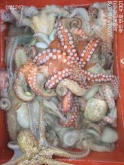 ~~*돌문어 꾸준한마리수 많이많이 올라옵니다~(화욜예약가능)*~~