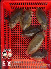 [사천] 전원 넉넉하게 잡았습니다! 오늘 쭈꾸미 굿! 사진