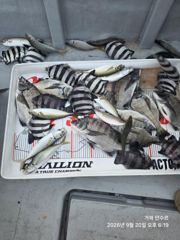 가을 감성돔/뺀찌 조황입니다. 사진