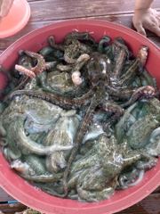 [사천] 삼천포 물새호 문어조황. 내일 주꾸미출조 사진