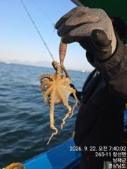 쭈꾸미 굿조황 사진