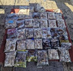 9월22일오전.오후시간배한번에올릴께용~^^오전배장원(147수)오후배장원(130수)평균적으로100수찍으신분들이많이나왔네요~^^갑들도제법씨알이좋아졌습니당♡오늘도조사님들너~~무고생하셨습 사진
