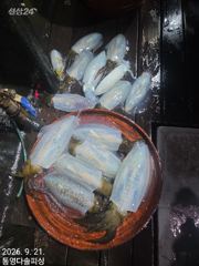 20일[팁런]키로오바와 잔당 백바리~