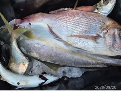 [부산] 대부시리~~전갱이~~참돔조황 사진