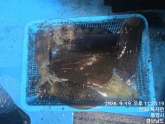 [통영] 뉴 해병호 무늬오징어 담구면 히트히트 추석연휴 출항 계속 나갑니… 사진