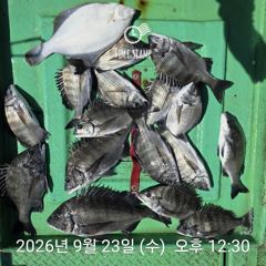 [거제] 백호피싱 감성돔흘림 4짜3짜3짜3짜등 마릿수조황 사진