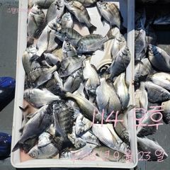 [고성] 23일 1타1피 죙일 물땝니다. 사진