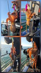 [고성] 가을문어 사량도 굴어장 조황 두자리수 세분 사진