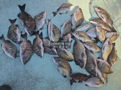 [마산] 진동호 추석당일 출항합니다. 사진