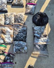 산타클로스호 쭈꾸미 갑오징어 섬투어 사진