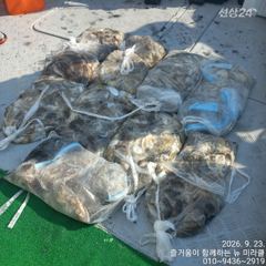 23일 뉴미라클호 9분 망탱이 조황 사진