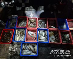 (씨스타호) 23/수 무늬 상황~~ 사진