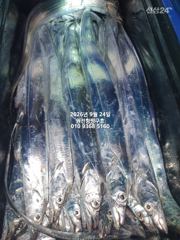 내만갈치)23일조황-평균사이즈 큽니다~오늘 예약가능