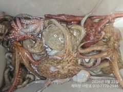 [진해] "돌문어"1100g외 3자릿수~개인15수14수13수11수등 계속… 사진