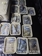 [경주] 9/23 키로급 외 야간팁런 조황! (금,토,일-모집중!) 사진