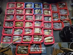 1   [통영] 무늬오징어(초초대박) 장원 33수 30수 25수 깔렸네요~고고써… 1 사진