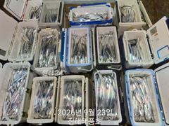[진해] 씨알 큰 내만갈치 마릿수 굿~~ 일요일부터 예약가능. 사진