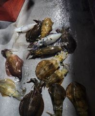 23일 무늬팁런게임 조황입니다 사진