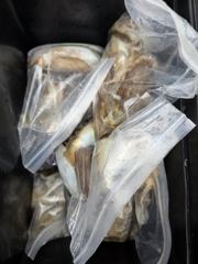 오천용왕낚시 뉴청해호 쭈꾸미 갑오징어 조황입니다 사진