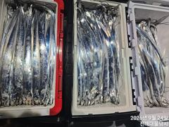 [진해] 와~24일새벽.내만칼치 씨알급들 엄청나게 끝없는피딩 초대박~일,… 사진