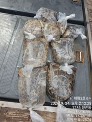 [사천] (((해림3호)))금일 쭈구미 조항입니다 사진