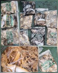 9월 24일(목) 체험낚시 조황 - 꽉 막힌 연휴 첫날 도로 뚫고 오신 보람! 풍성한 조과로 화답했습니다 사진
